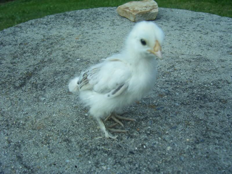 Chicks041.jpg