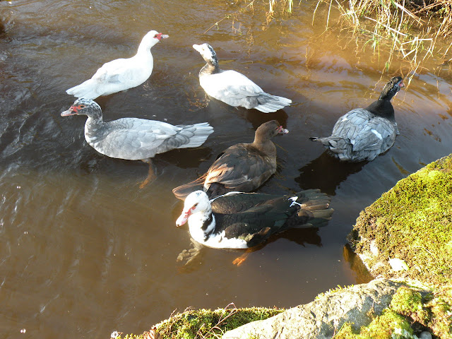 DSCN1404.jpg