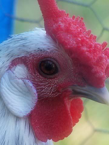 Rooster_2.jpg