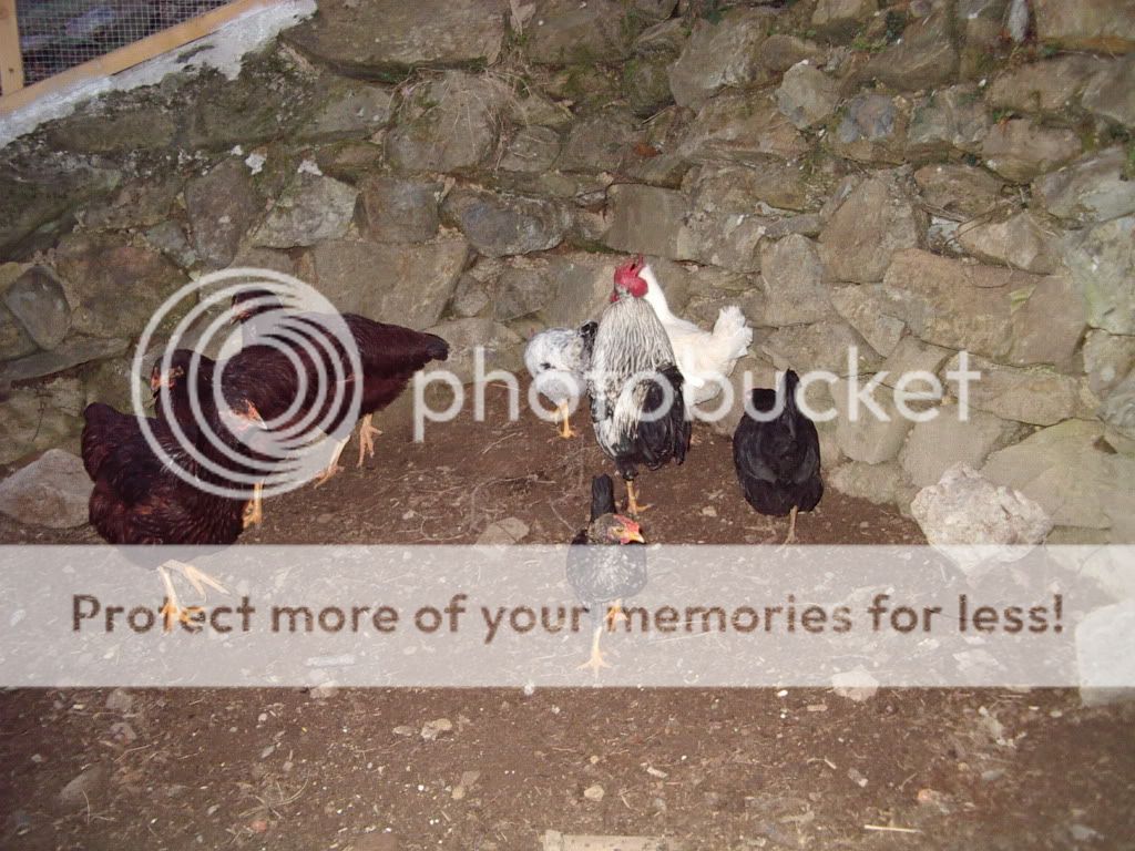 IMGP2794.jpg