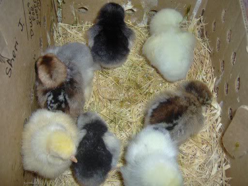 fancychicks1dayold025.jpg