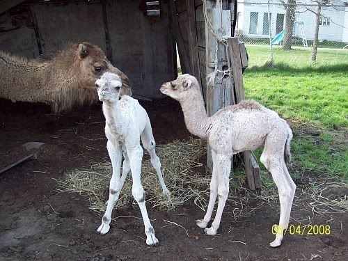 babycamels1.jpg
