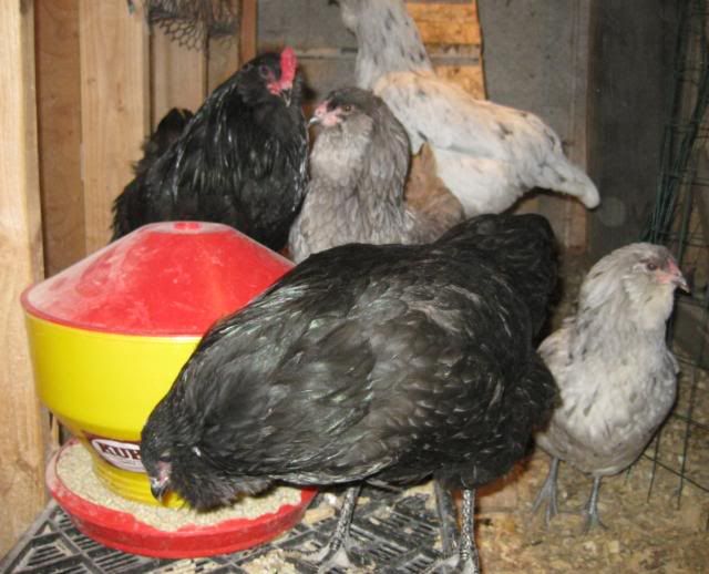 amflock.jpg