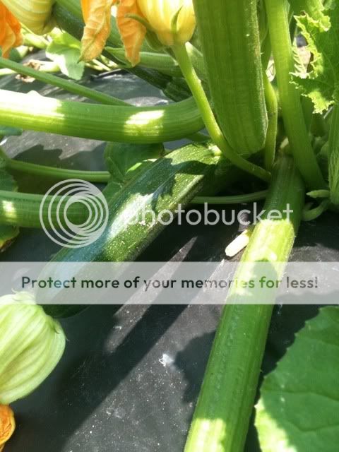 garden006.jpg