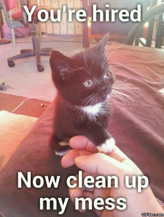 Cute-cat_1.jpg