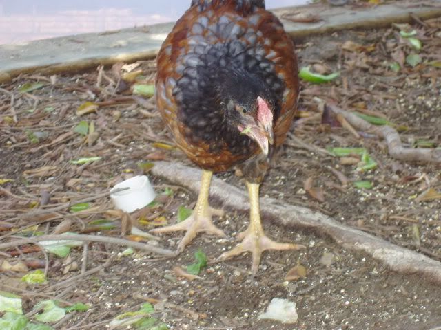 Chickens113.jpg