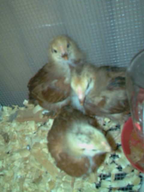 IMAG0017.jpg