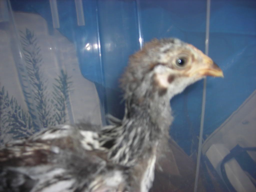 DSCN1409.jpg