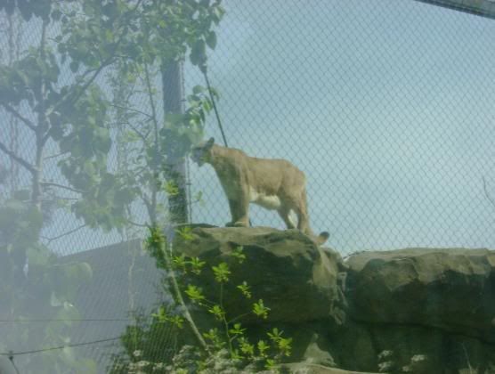 zoo38.jpg