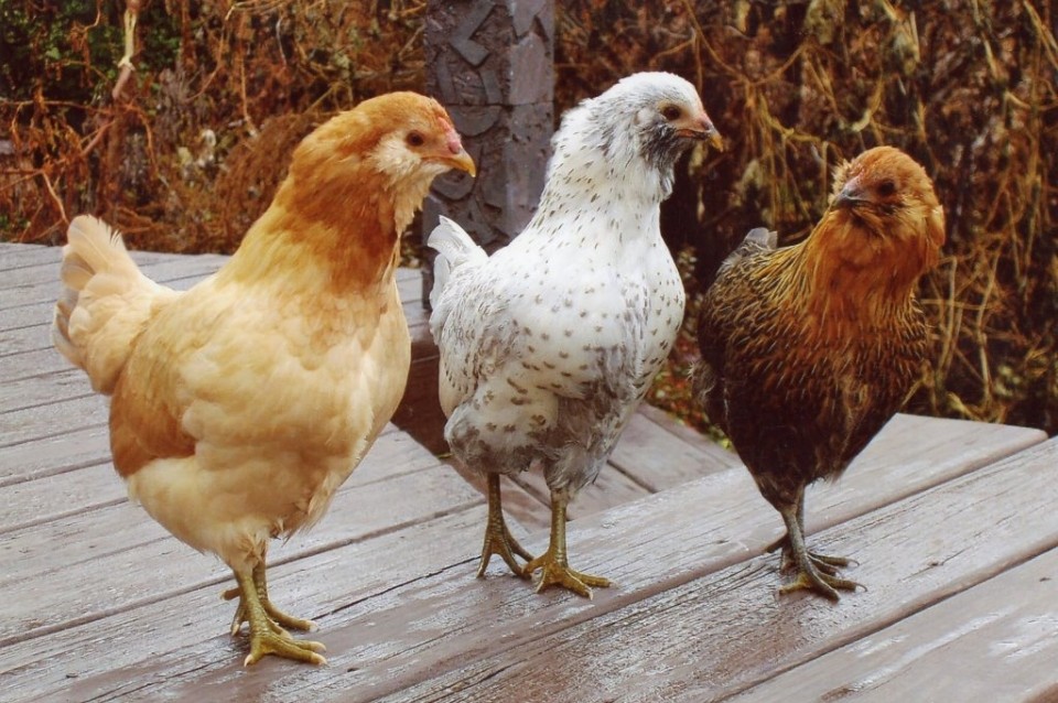 320Easter20Egger1.jpg