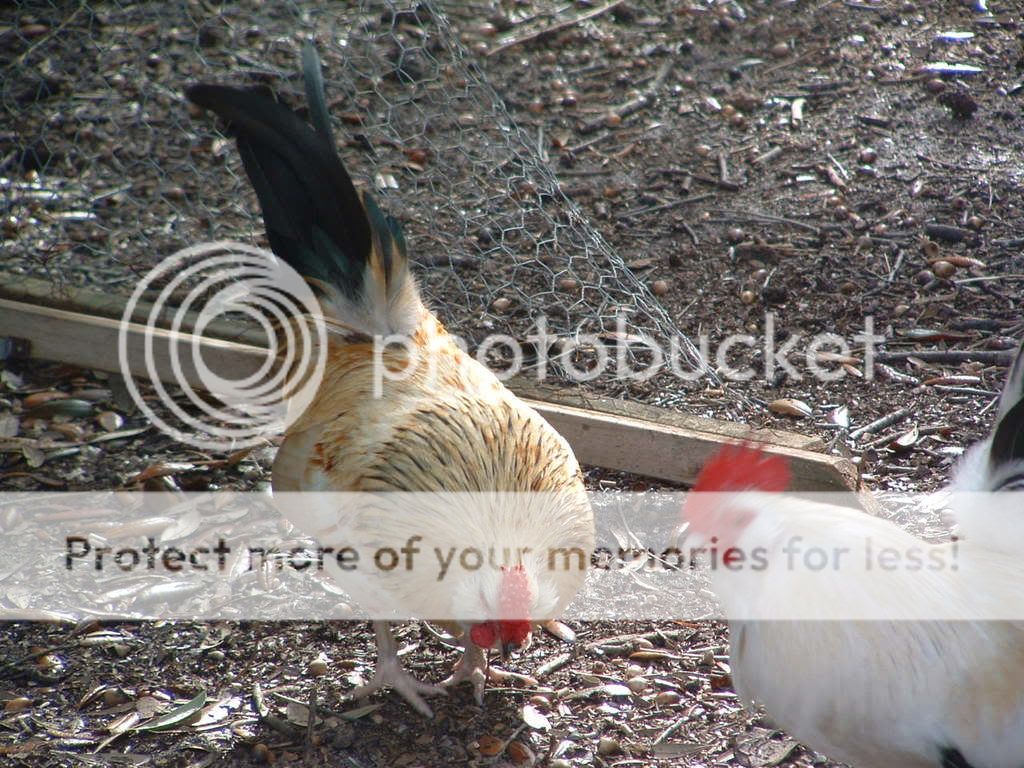 DSCF0217.jpg