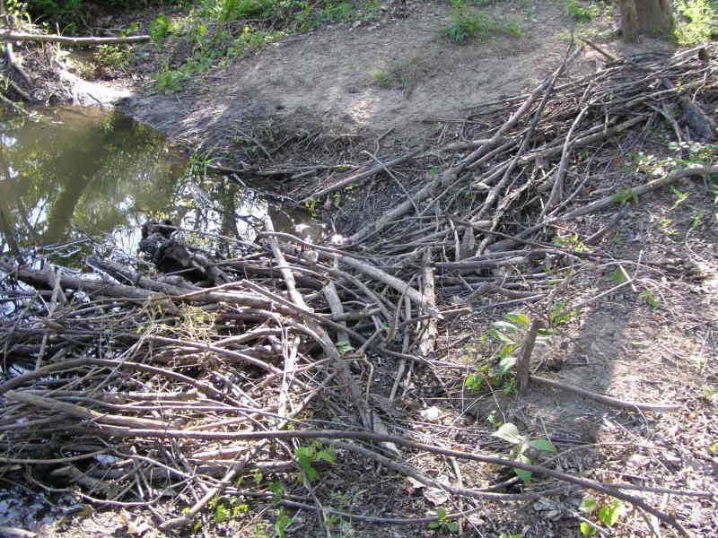 P1010030-1.jpg