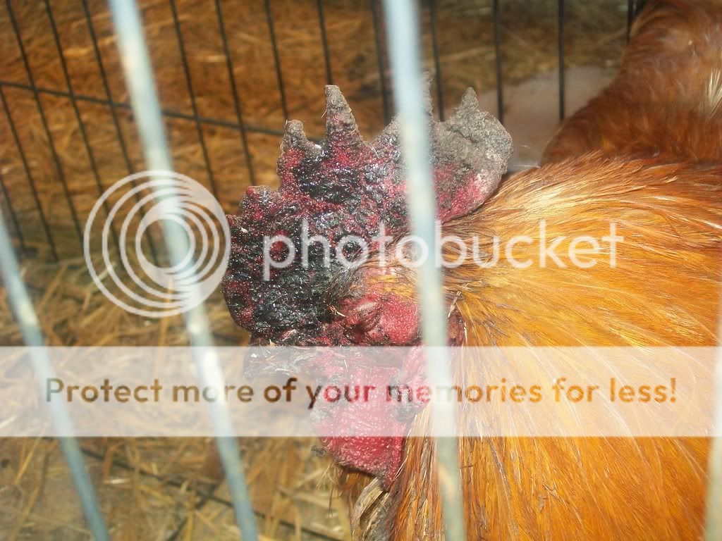 chickenpics020-2.jpg