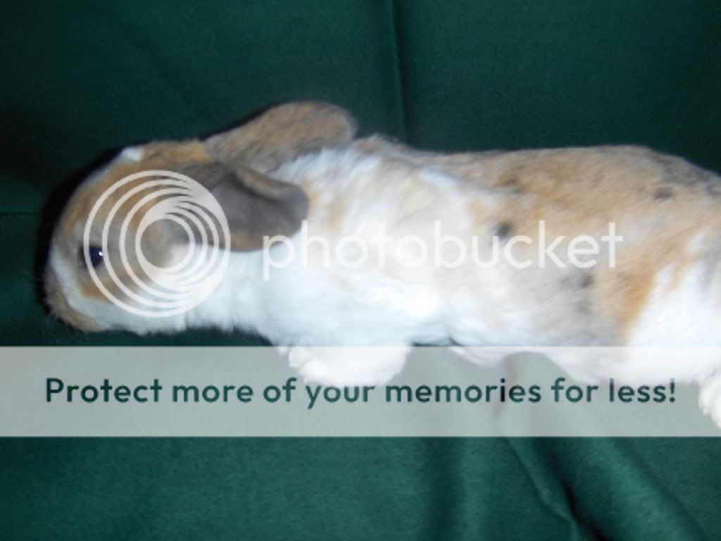 bunnies02003.jpg