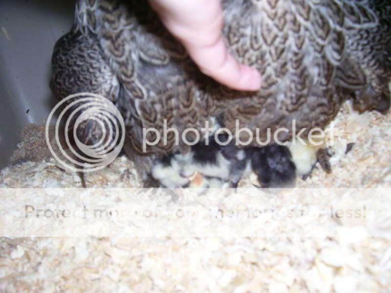 chicks1-8-09010.jpg