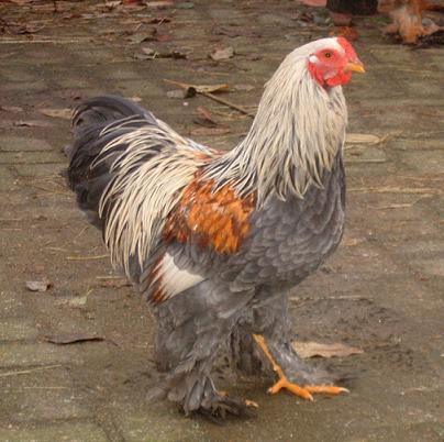 blauwzilver.JPG