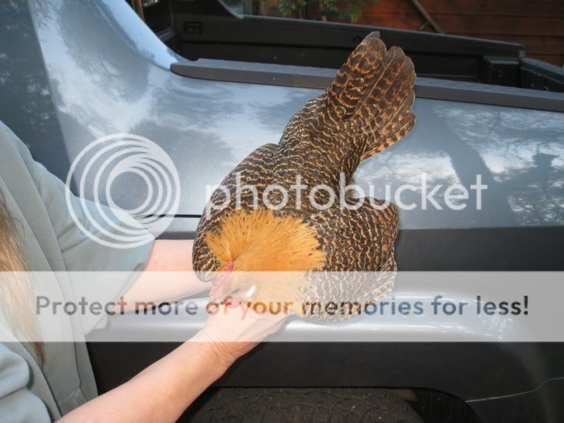 pullet3c.jpg