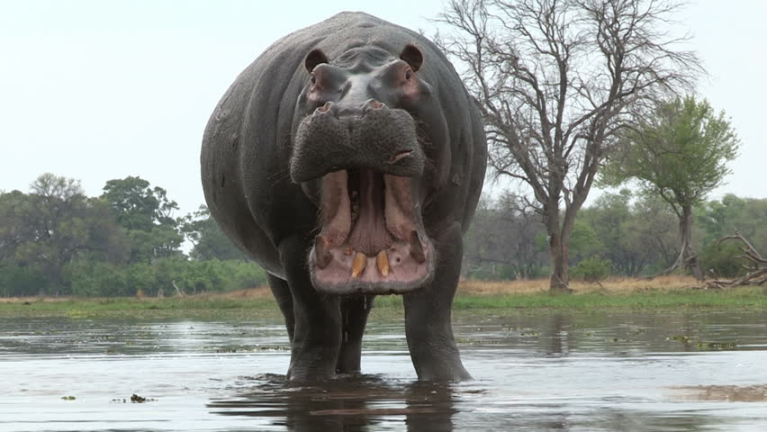Bull Hippo with Mouth Open Stock Footage Video (100% ...