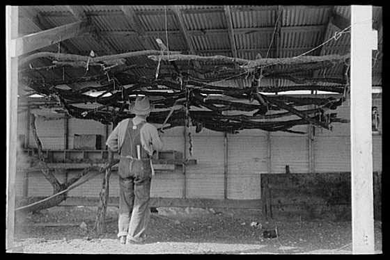chickenroostsElIndioTX1939.jpg