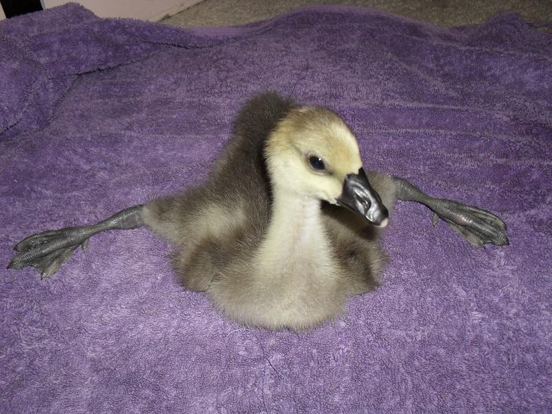 goose4.JPG