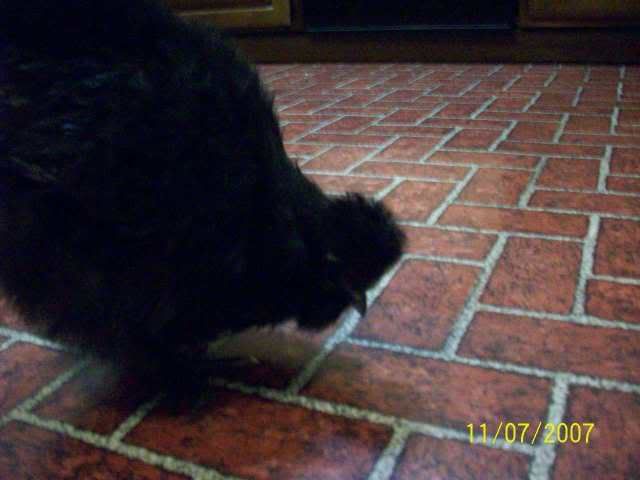 mysilkiefrisky025.jpg
