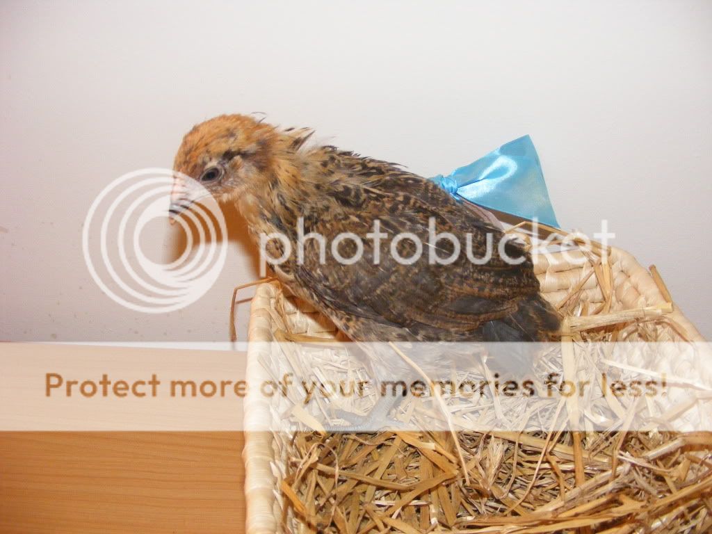 EEpullet.jpg