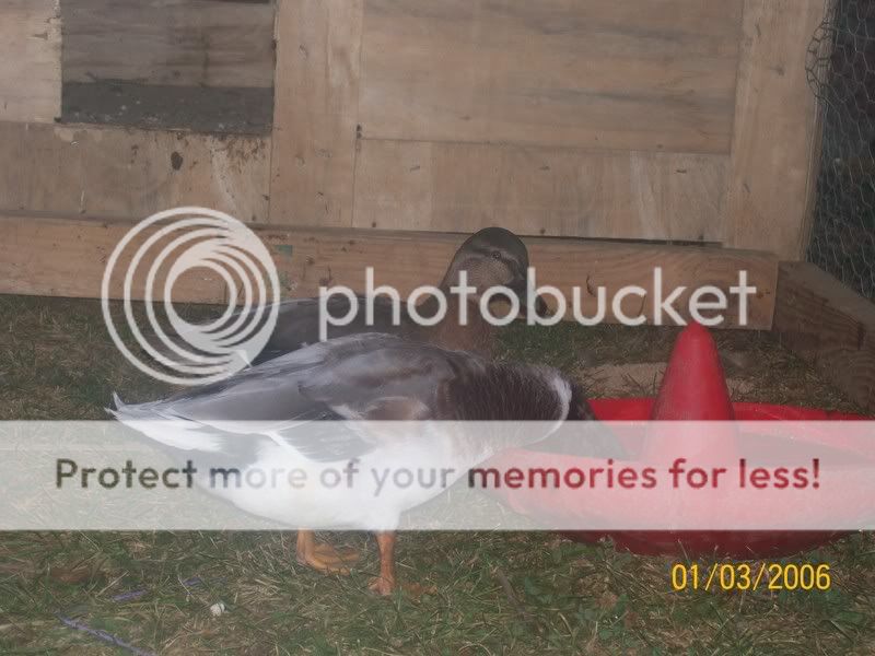 callducks002.jpg