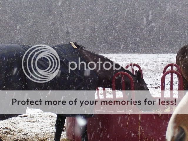 snow08012.jpg