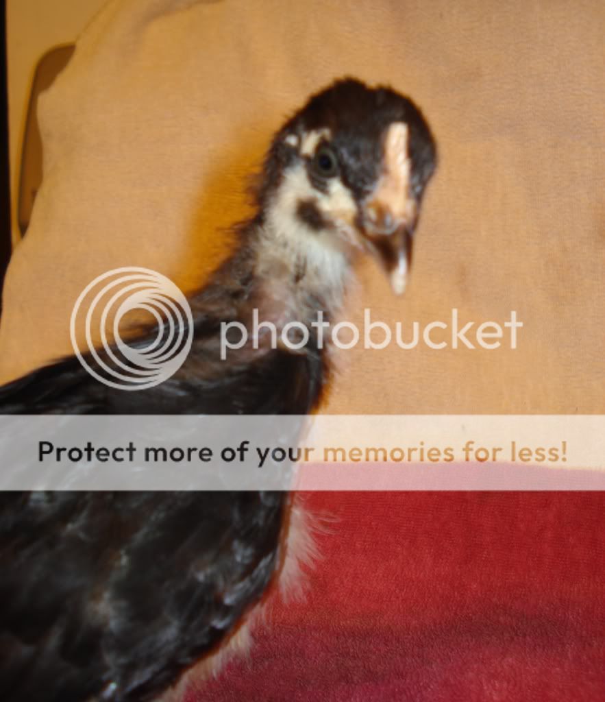 chick3c35wks.jpg