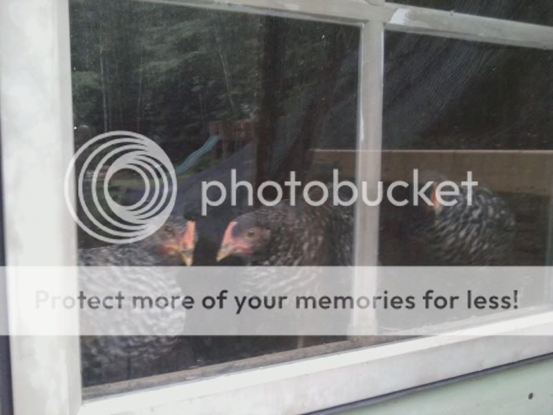 WINDOWCHICKS.jpg