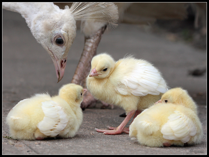 White_Peacock_Chicks_by_cycoze.jpg