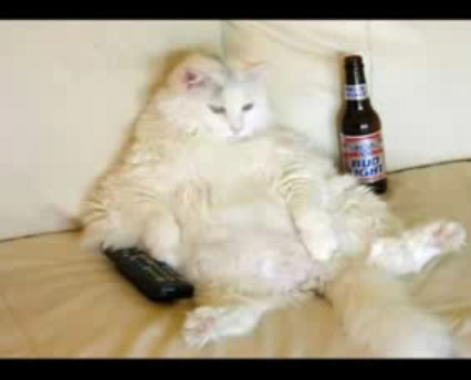 funny_cat_videos.jpg