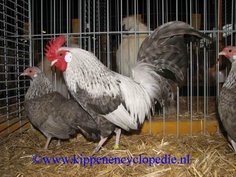 Hollandsekriel_Koekoekzilverpatrijs_haan.jpg