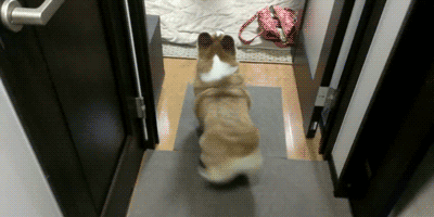 corgi-wiggle-wiggle-wiggle-dog-dance.gif