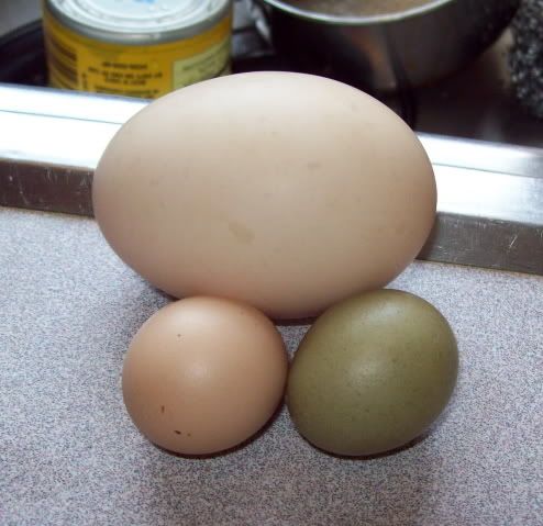 eggs2.jpg