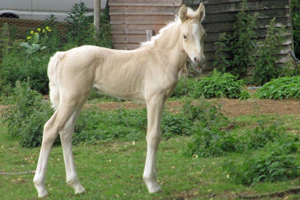 14_Foal_white.jpg