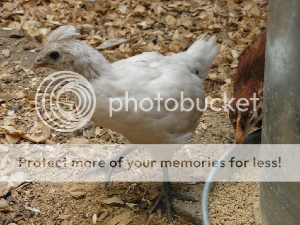 Chicks049.jpg