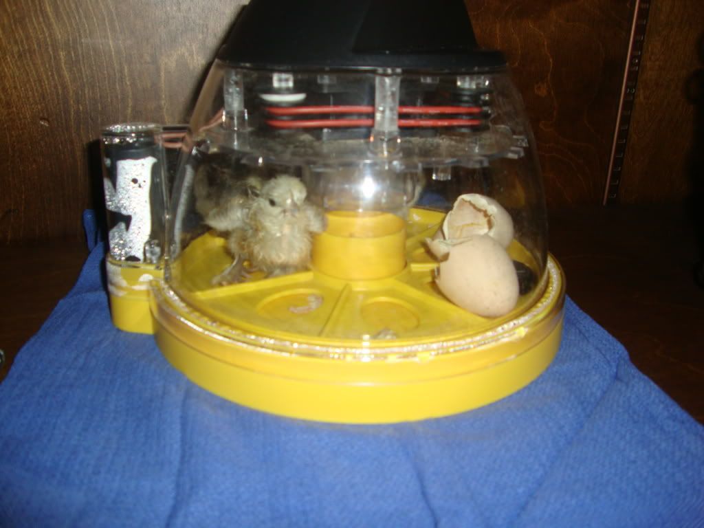 hatch.jpg