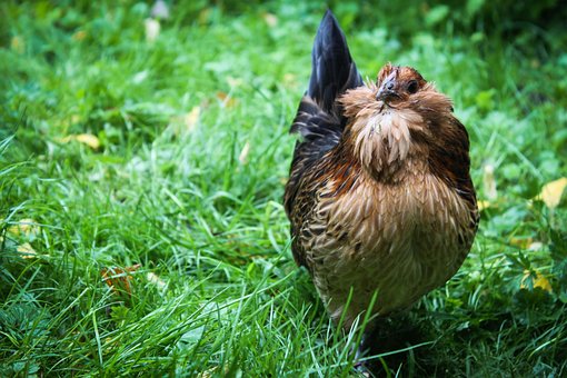 chicken-1636056__340.jpg