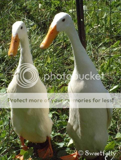 WhiteRunnerPair.jpg