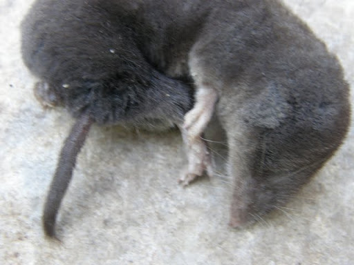 20110816_60.JPG