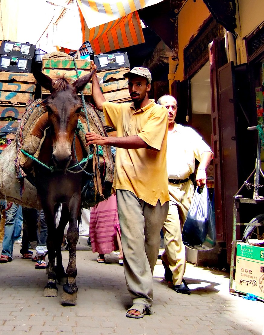 Morocco_Fes_Camel.jpg