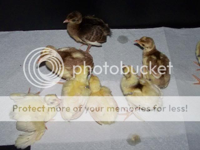 peachicks012.jpg