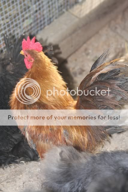 poultrysept09016.jpg