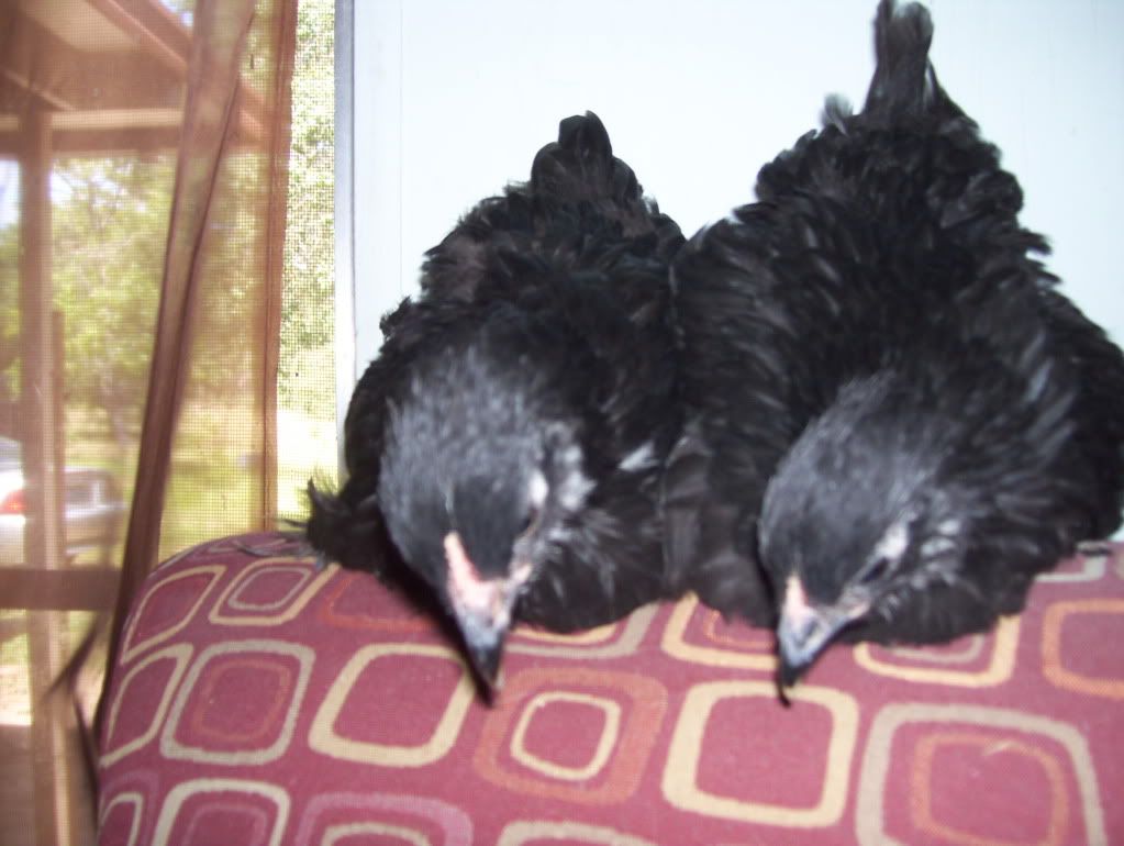 cochins013.jpg