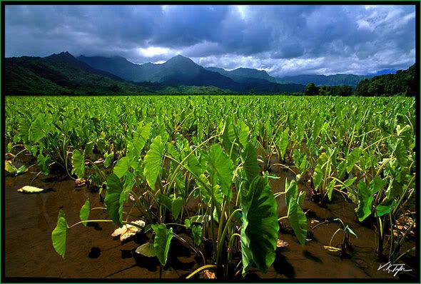 k-38-b-hanalei-taro-fields-.jpg