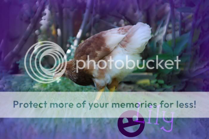 lily.jpg