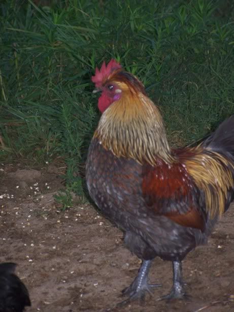 100_2669.jpg