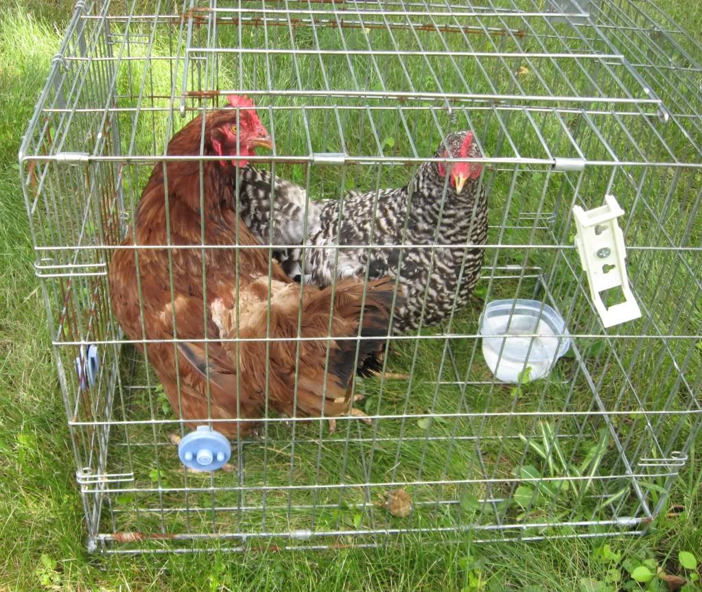 chickenseat1.jpg