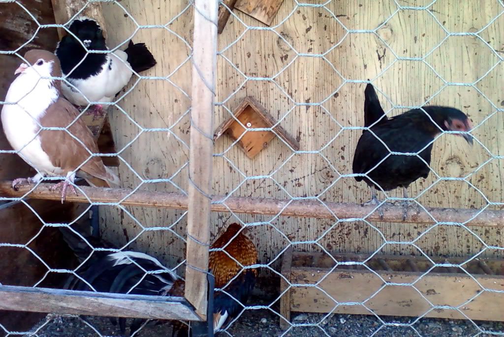 Photo0056_1.jpg